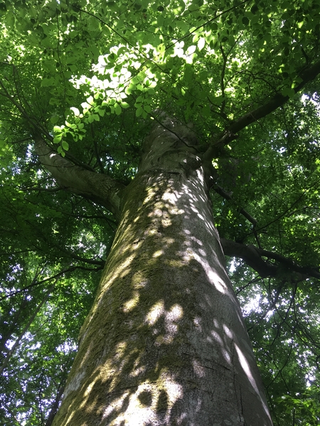 Vue d'un tronc d'arbre vers le haut