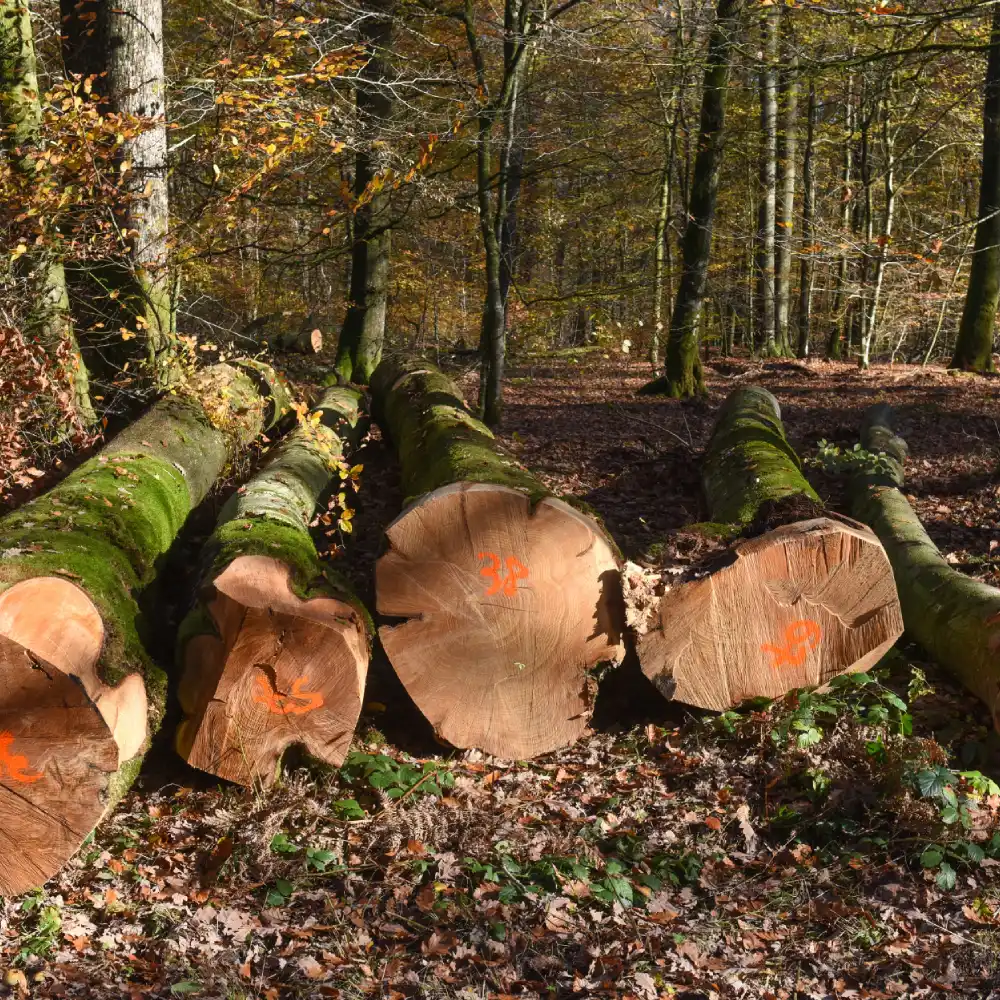 Troncs d'arbres coupés en forêt