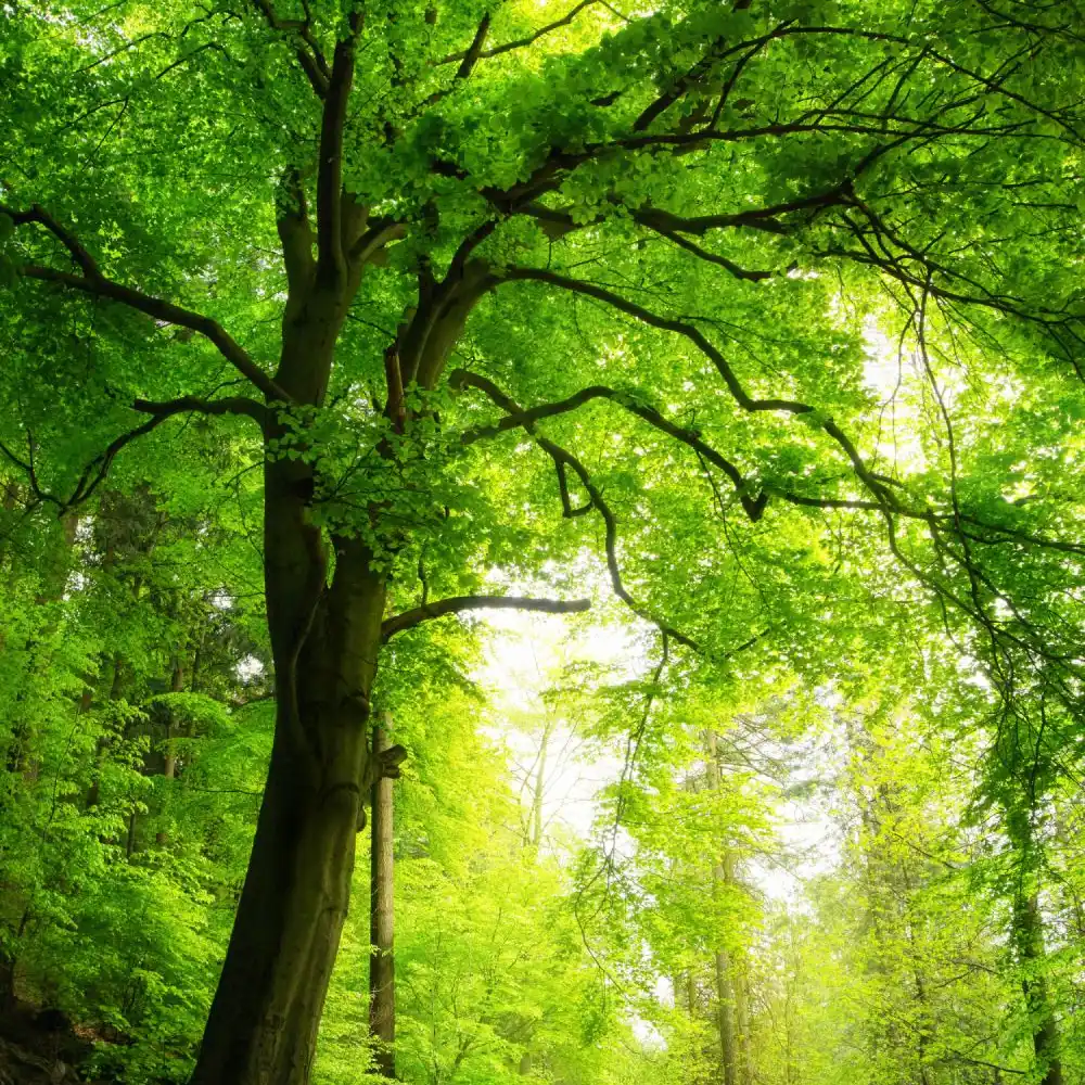 Grand arbre dans une forêt verdoyante