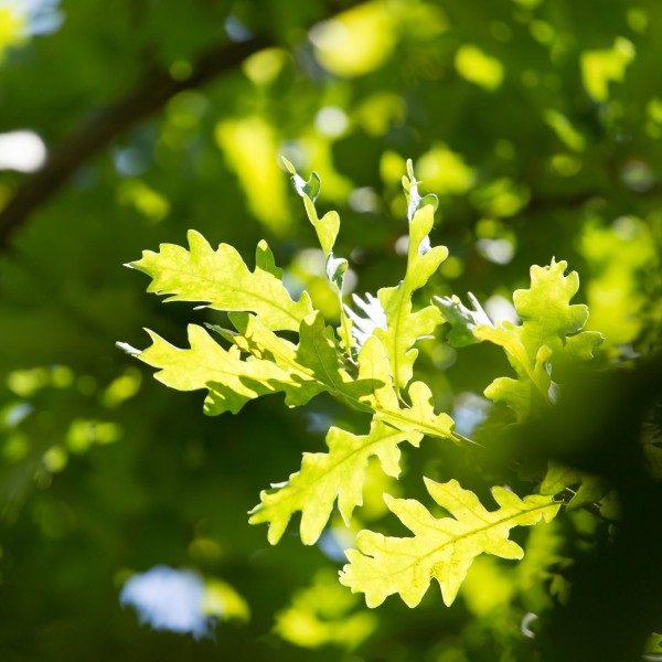 Feuille de chêne éclairée par le soleil