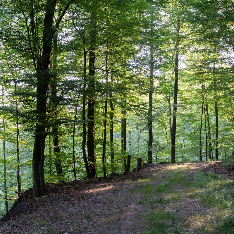 Sentier forestier ensoleillé